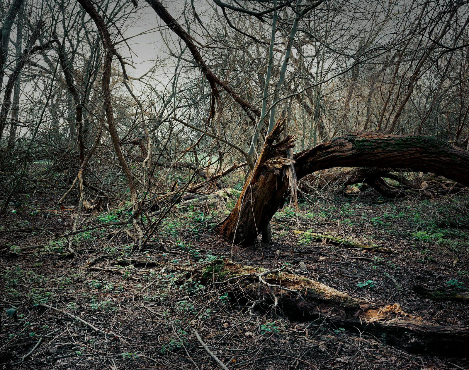 Plates From The Lakebed #7, 2019