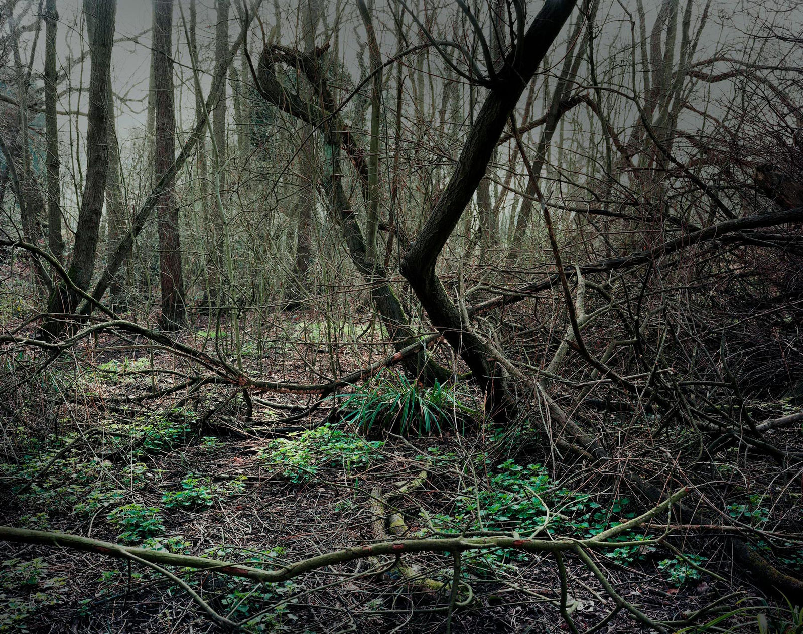 Plates From The Lakebed #4, 2019