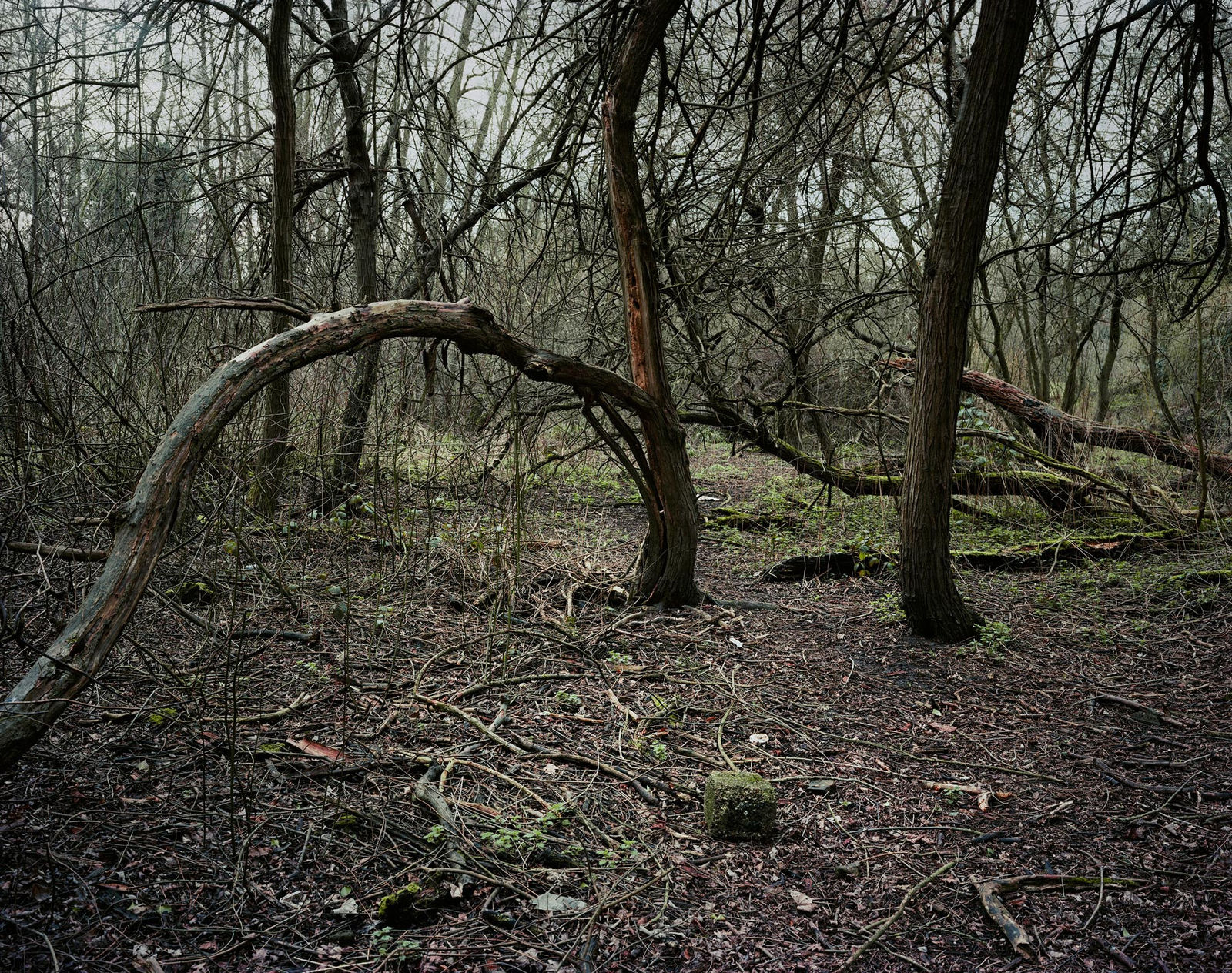 Plates From The Lakebed #8, 2019