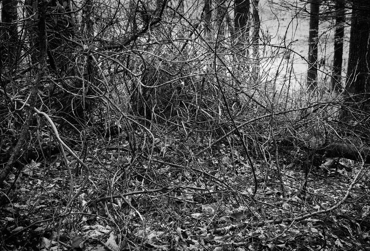 BLACK & WHITE, FOREST 1