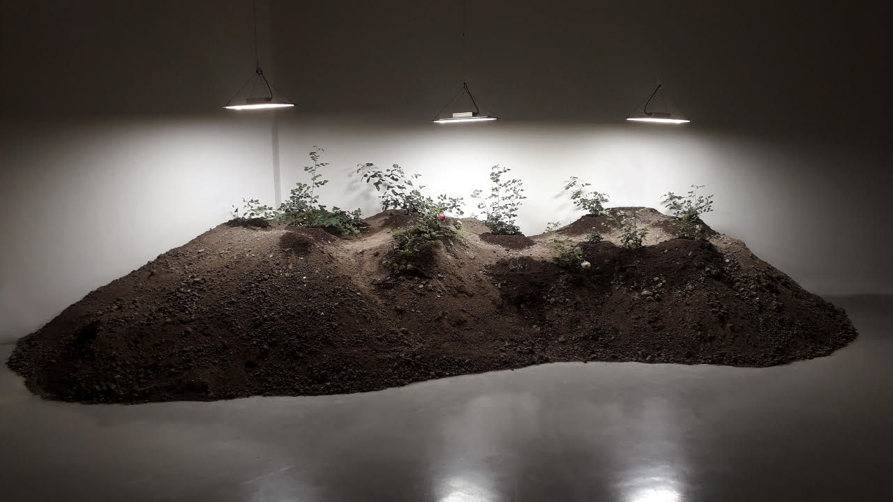 Fatma Bucak, Damascus Rose