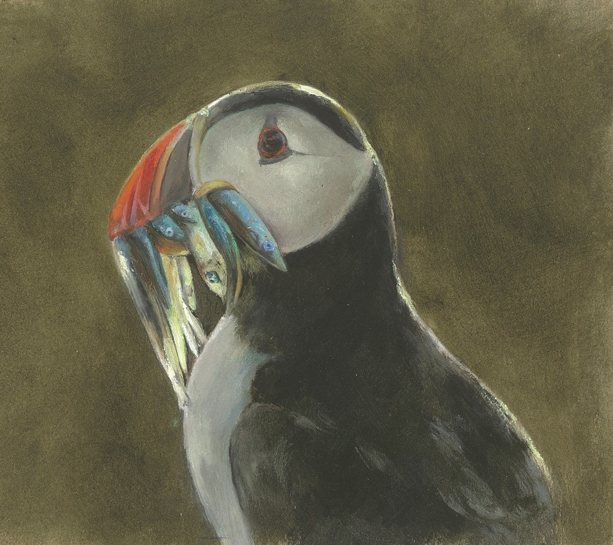 Mandy Shepherd, Puffin