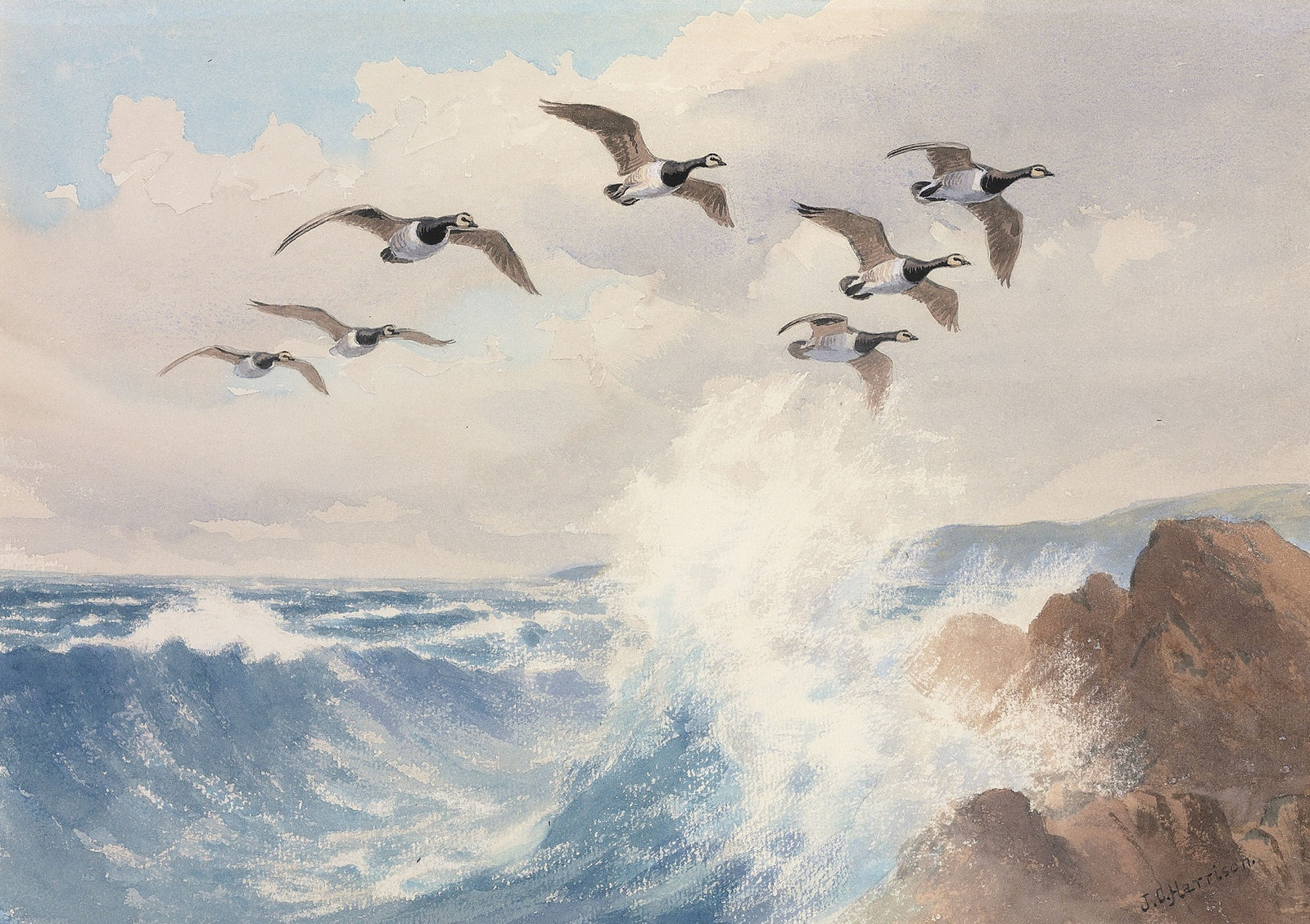John Cyril Harrison, Barnacle Geese over the coast