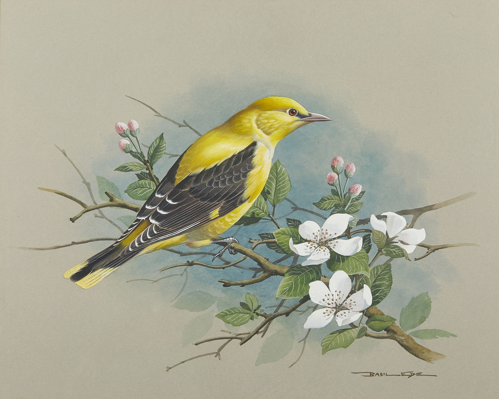 Basil Ede, Golden Oriole