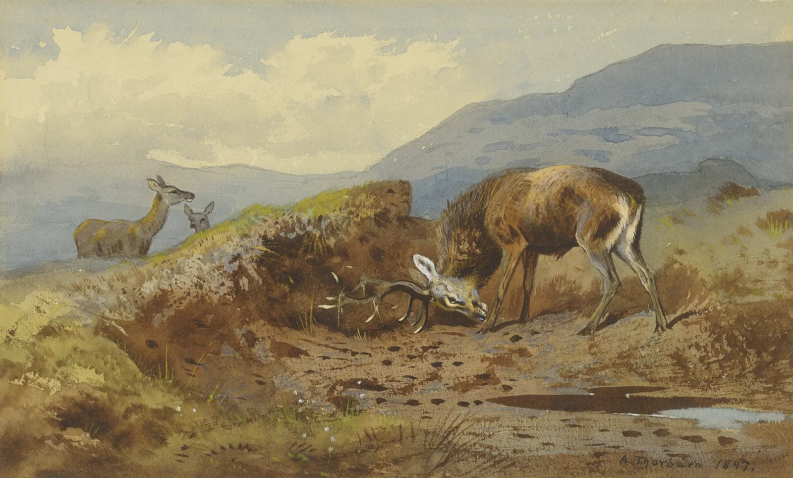 Archibald Thorburn, Stag