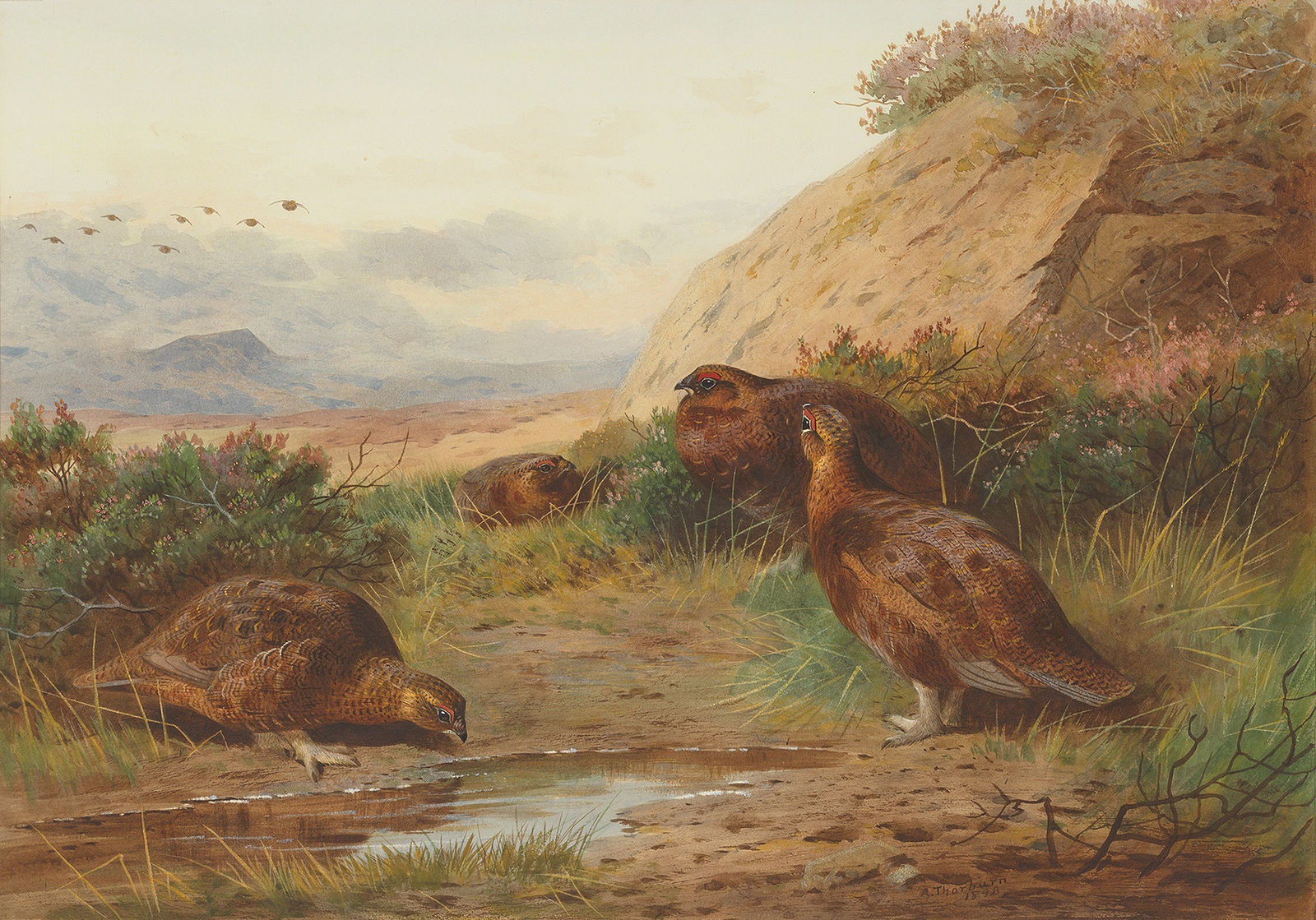 Archibald Thorburn, Grouse in a landscape, 1898