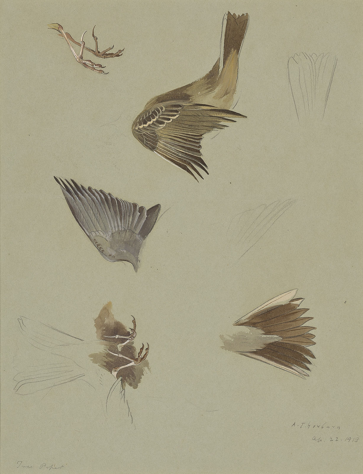 Archibald Thorburn, Tree pipit studies