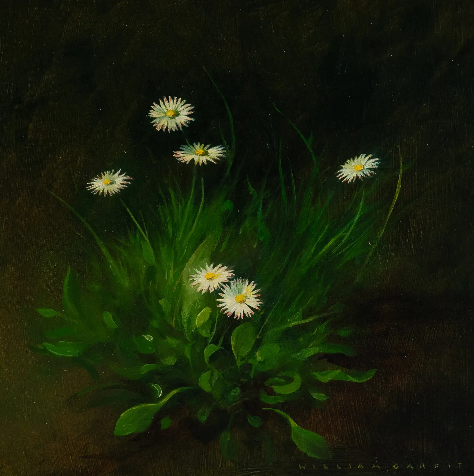 William Garfit, Daisy, Bellis perennis