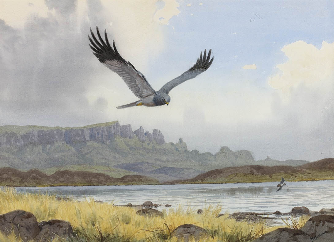 John Cyril Harrison, Hen Harrier and Snipe