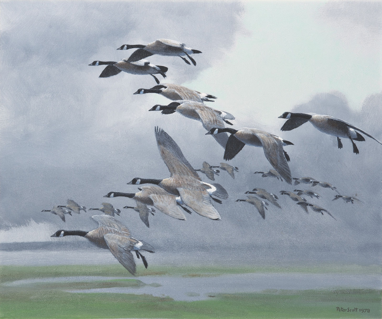 Sir Peter Markham Scott, Canada Geese in flight