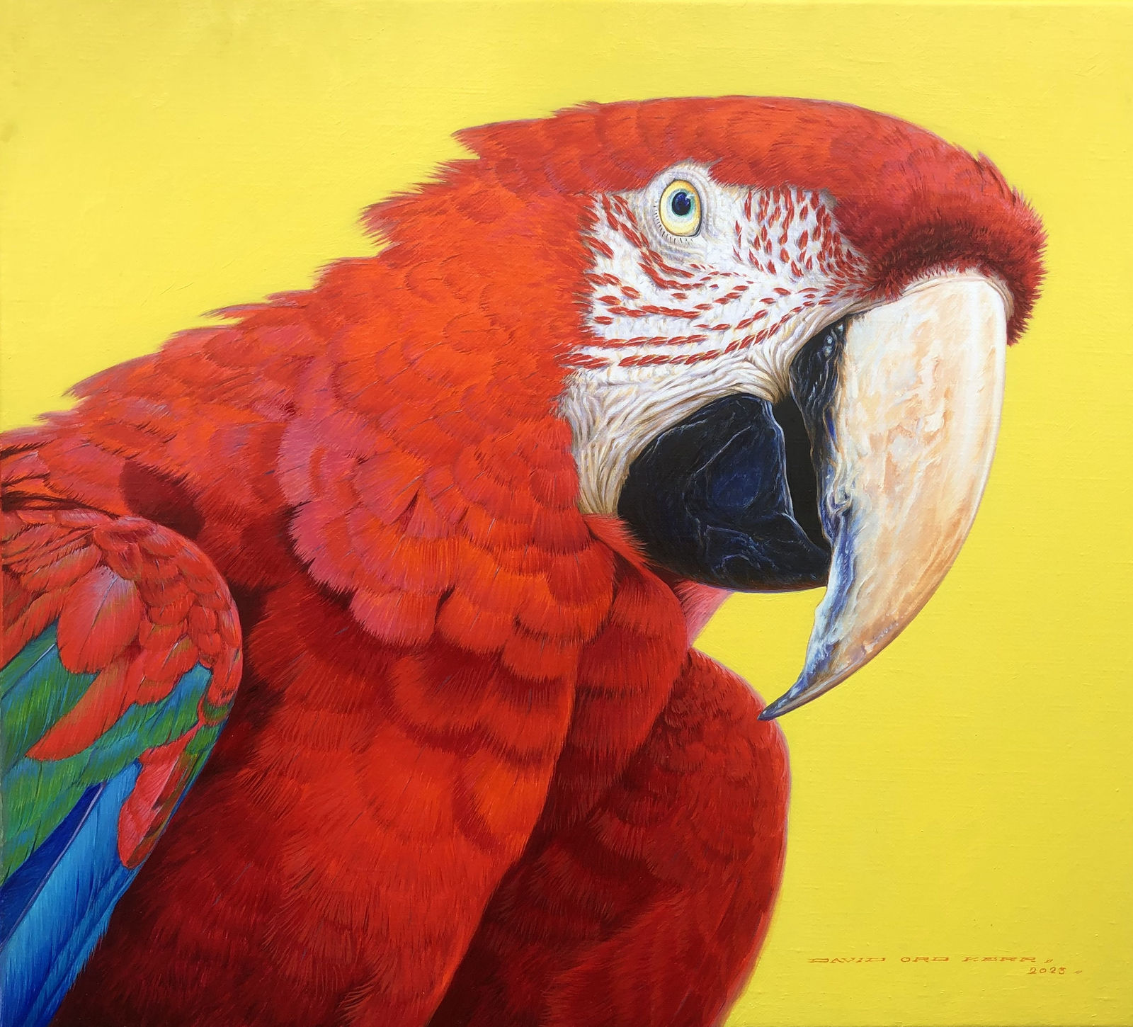 David Ord Kerr, Green winged Macaw head