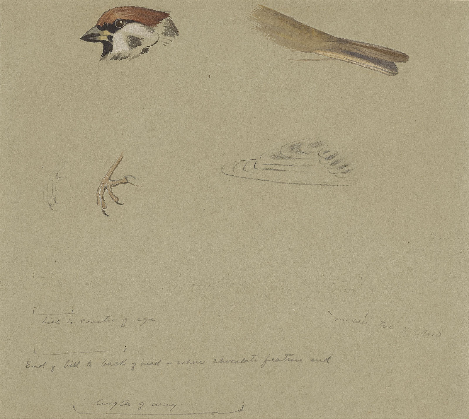 Archibald Thorburn, Tree sparrow studies