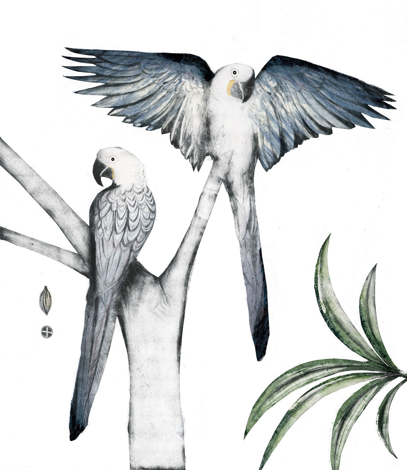 Beatrice Forshall, Hyacinth Macaws