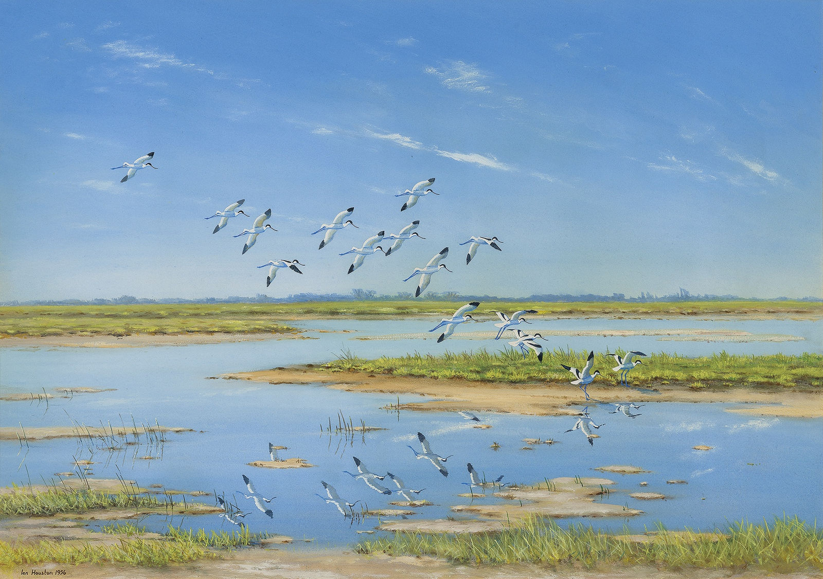 Ian Houston, High noon - Avocets coming in to rest