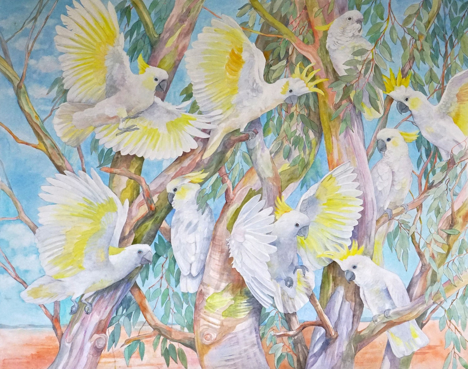 Emma Faull, Sulphur-crested Cockatoos