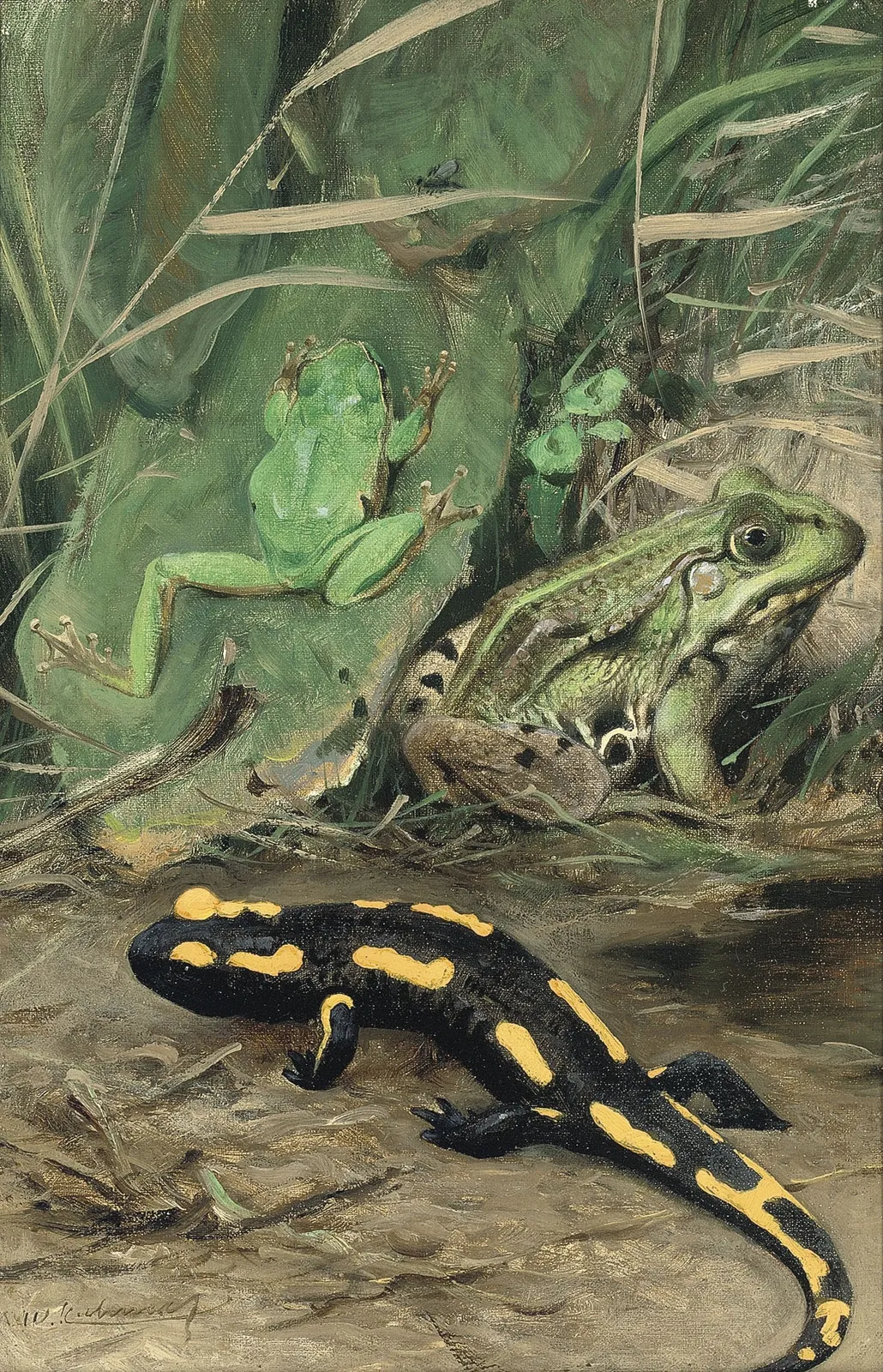 Wilhelm Kuhnert, A Tree Frog, Water Frog and Fire Salamander