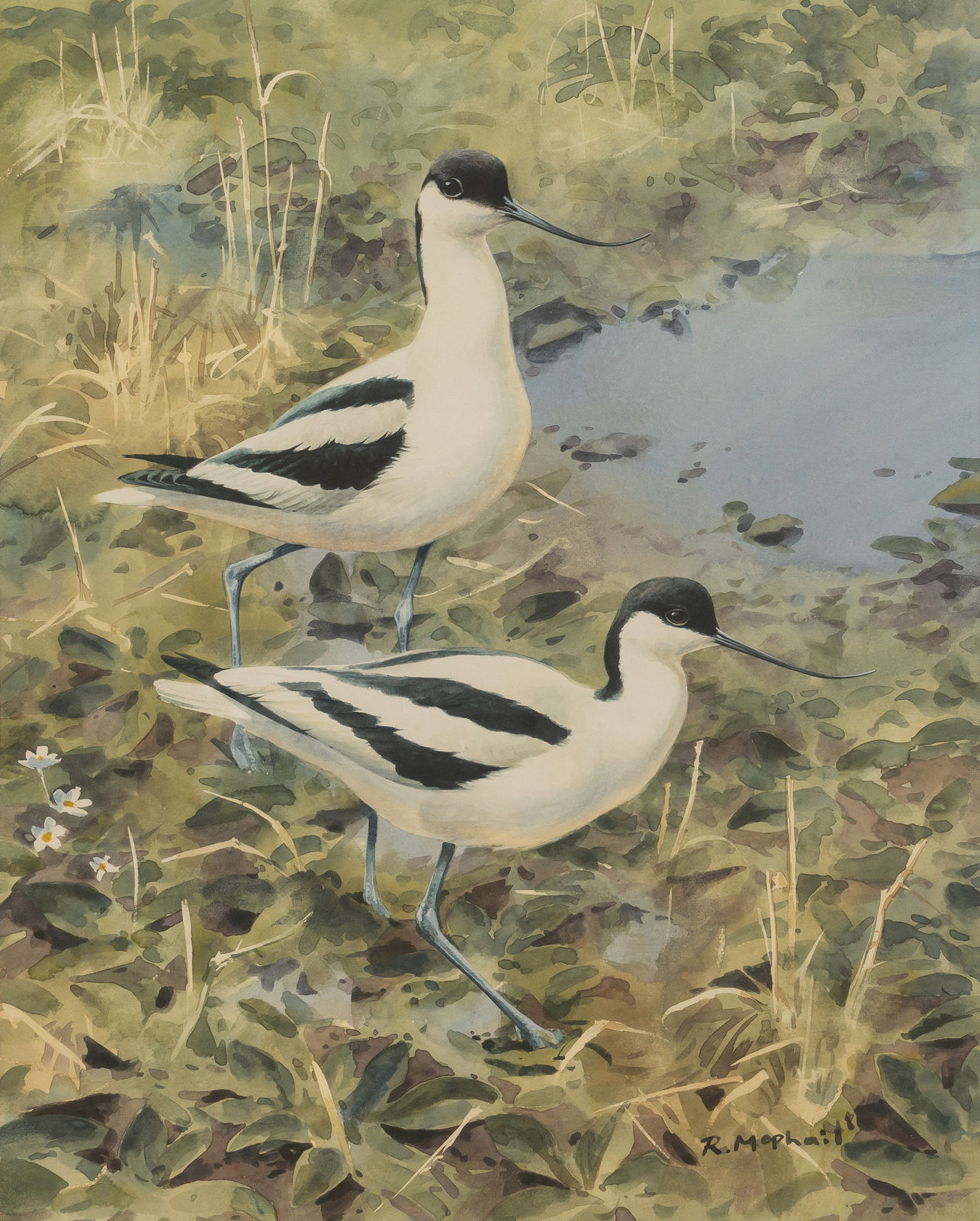 Rodger McPhail, Avocets