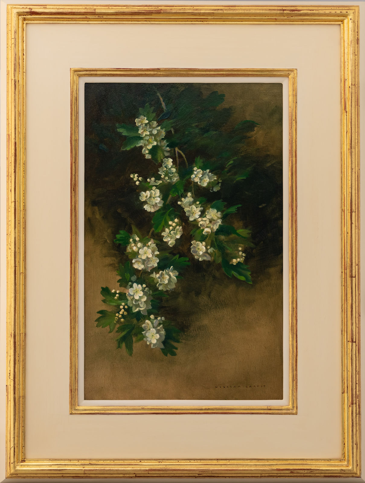 William Garfit, Hawthorn or May, Crataegus monogyna