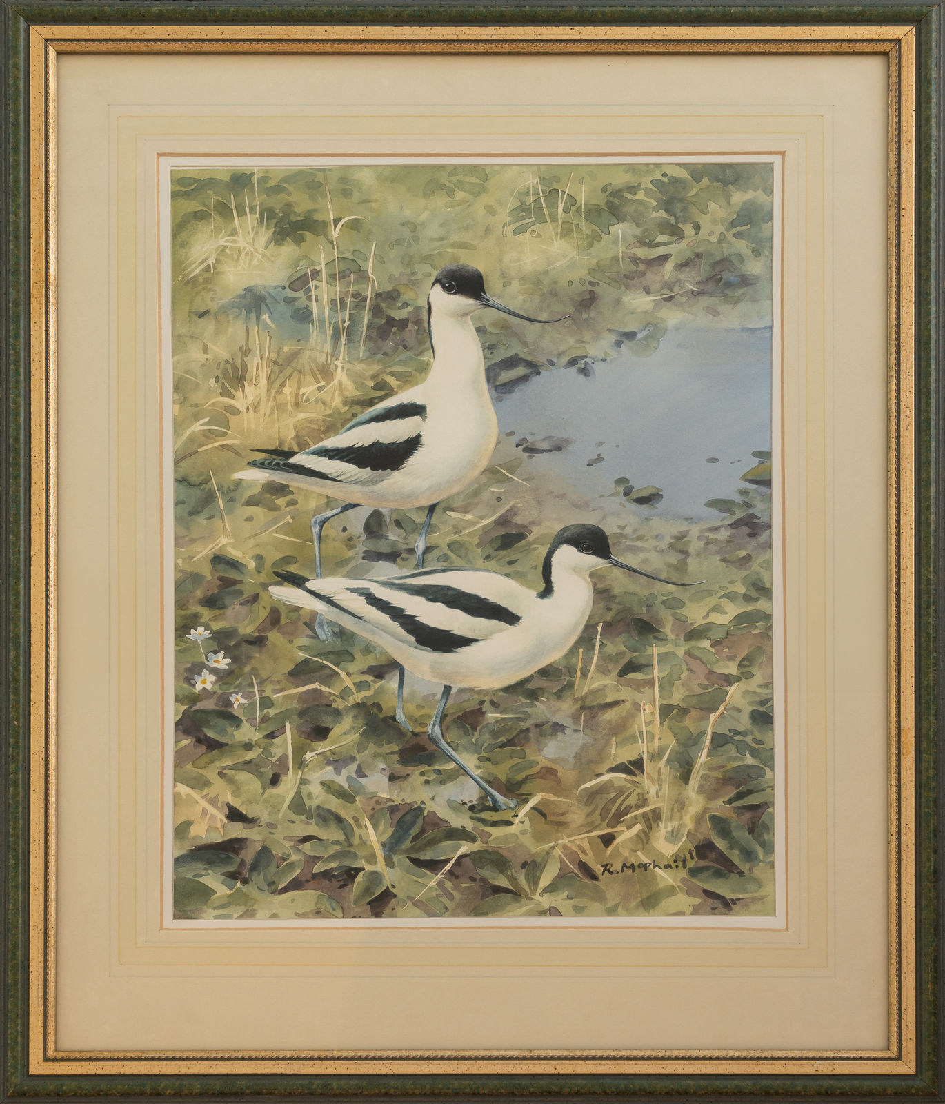Rodger McPhail, Avocets