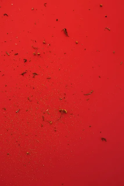 Manuela Marques, Graines 6, 2017