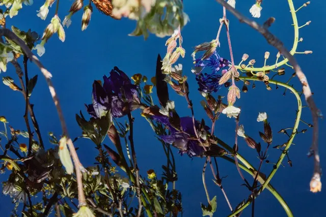 Manuela Marques, Lacis 3, 2018