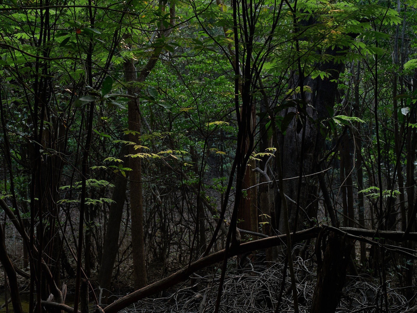 Márcio Vilela, Superflora XXVII, 2024