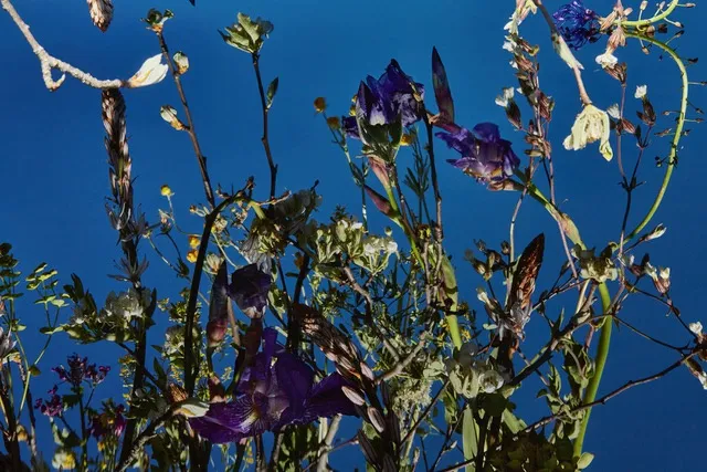 Manuela Marques, Lacis 1, 2018