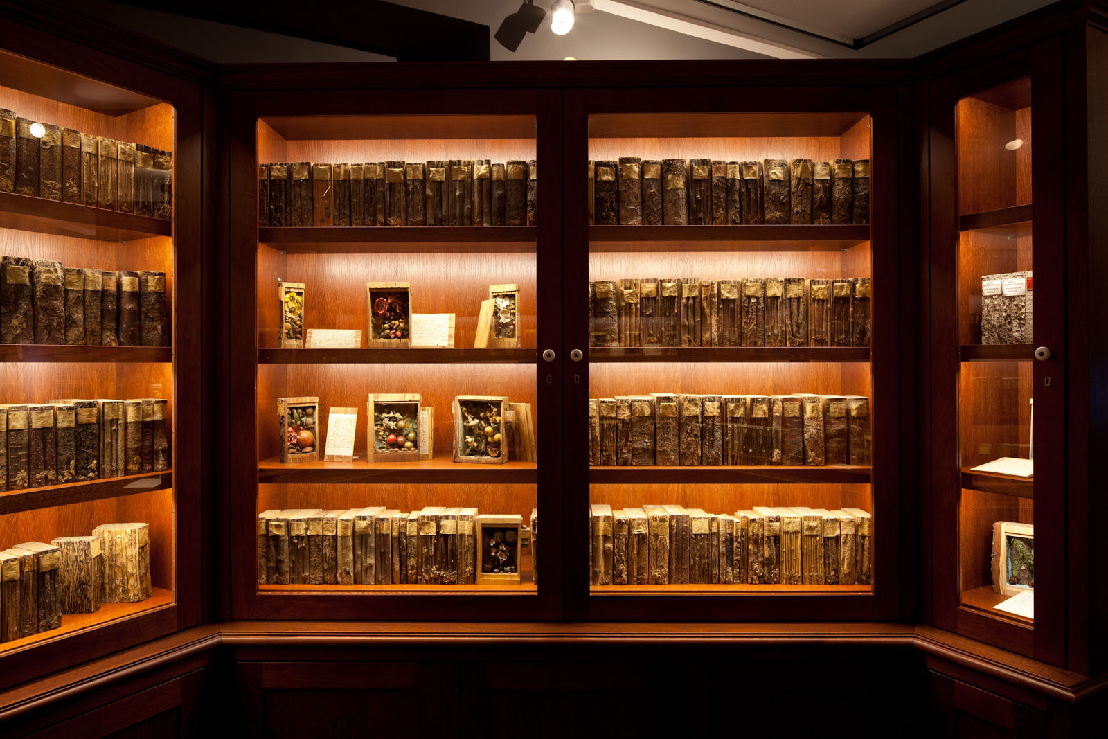 Image of Mark Dion installation, large circular bookcase cabinet