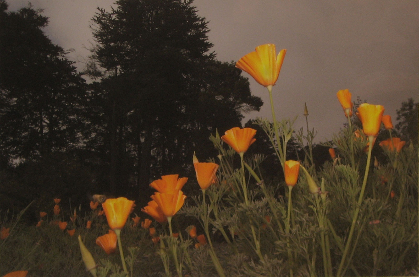 Tony Mendoza, SF 13-062 (Yellow Poppies), 2005