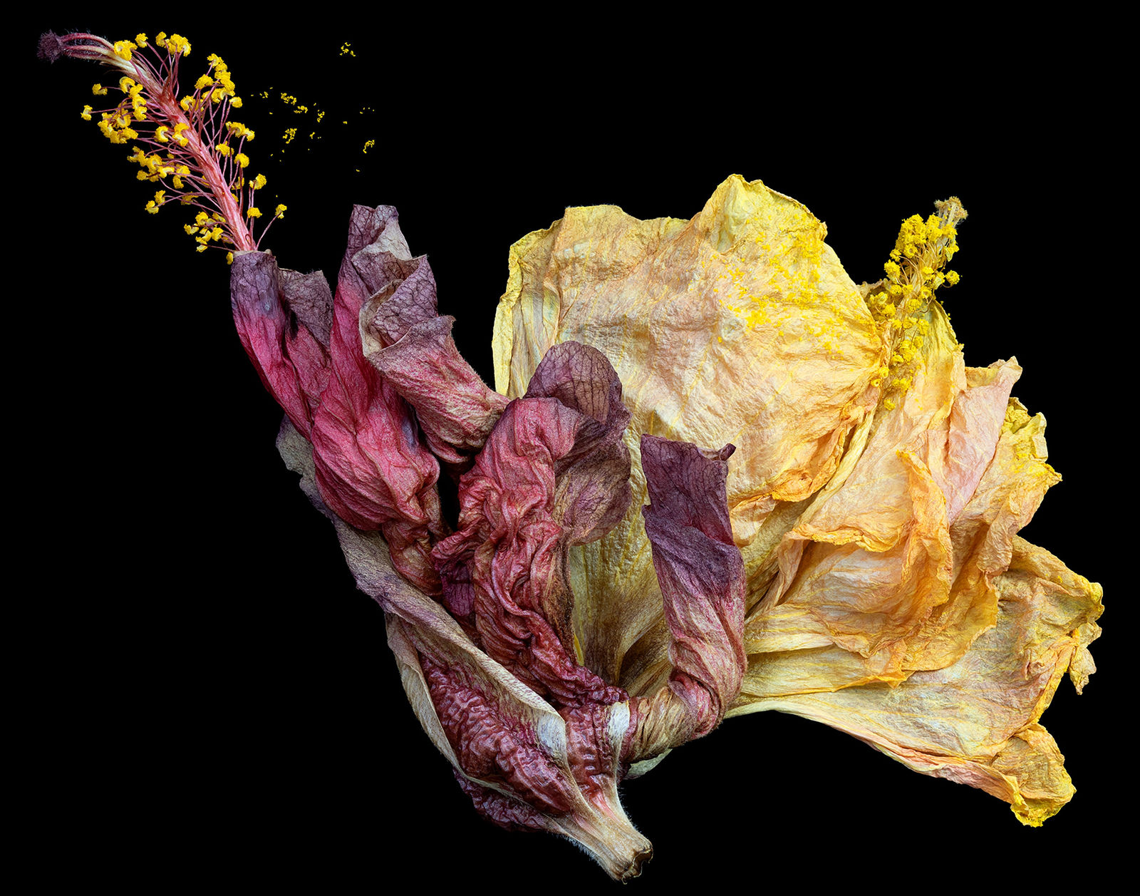 Ardine Nelson, Transitory States 6171, 2019