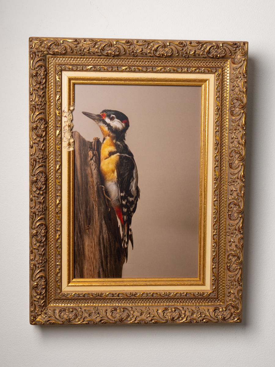 Kaat Stieber, Pecker