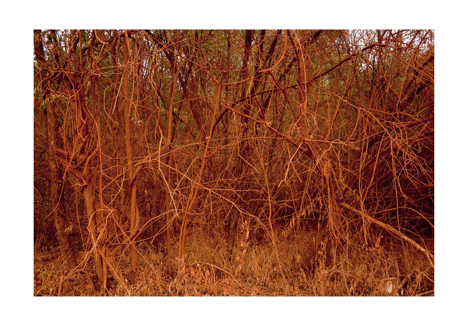 João Castilho, Pintura IV, 2016