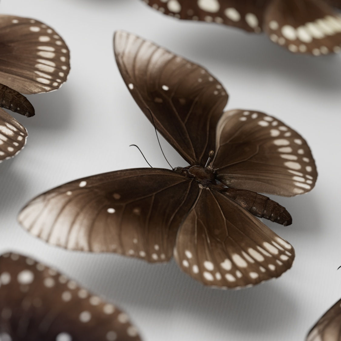 Jeffrey Stuker, Next Year in Monte Carlo