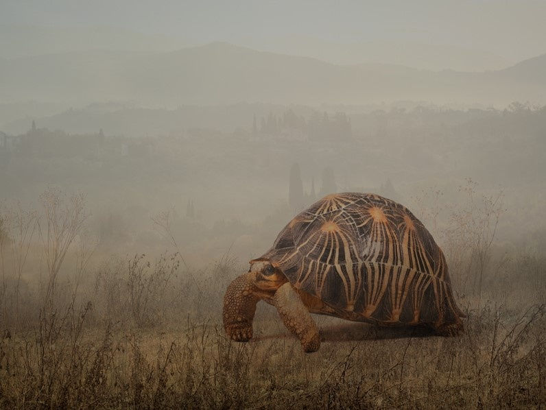Rory Carnegie, Leonardo, Radiated Tortoise
