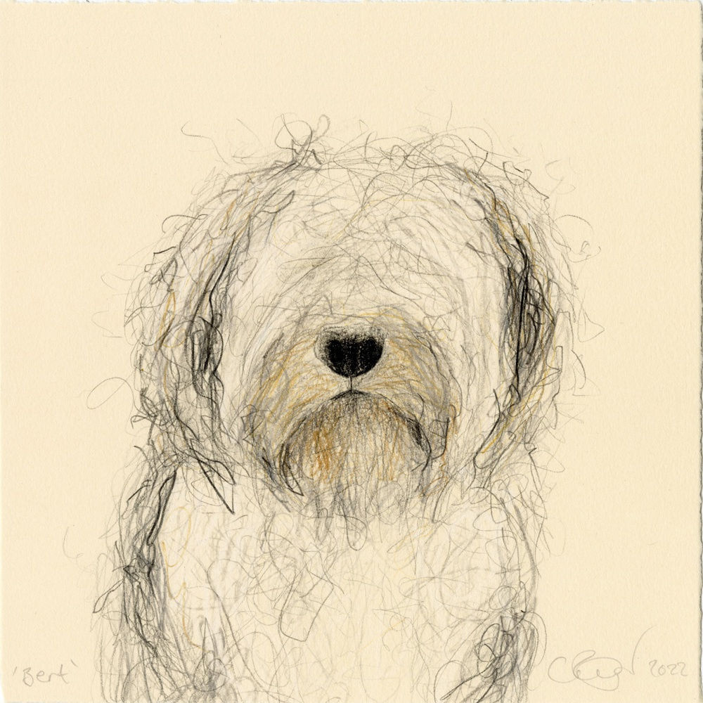 Catherine Rayner, Bert (Bearded Collie), 2022