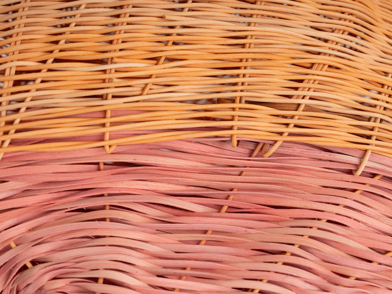 Dee Clements, Grotesque Flowers; Polyp, 2024