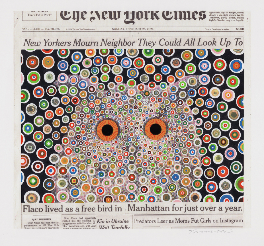 Image of FRED TOMASELLI's Flaco, February 25, 2024, 2024