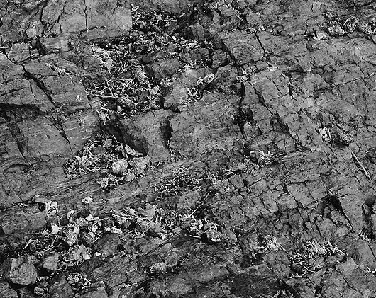 Small Bones, carbon pigment print