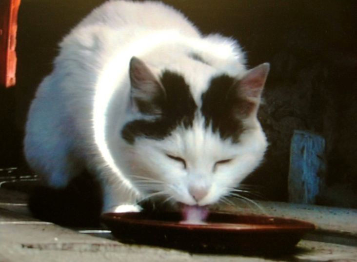 Peter Fischli and David Weiss Kitty, 2001