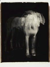 William Wegman Untitled, 2004