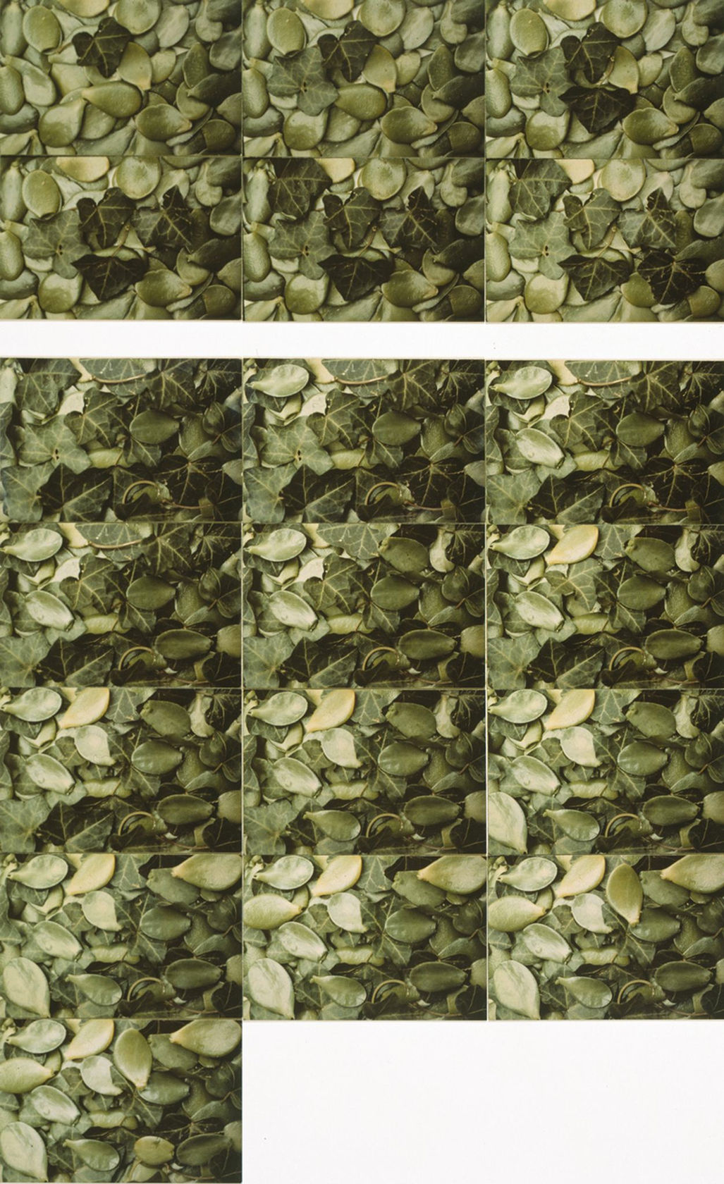 John Baldessari One to Six Leaves/One to Thirteen Leaves, 1972-73