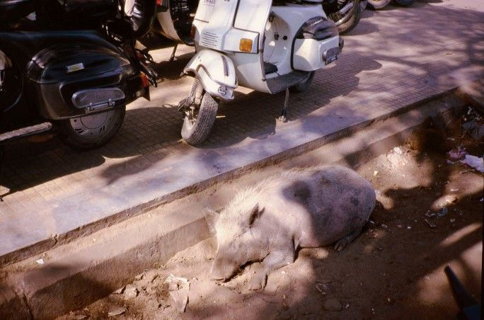 Gabriel Orozco A Siesta Pig, 1996