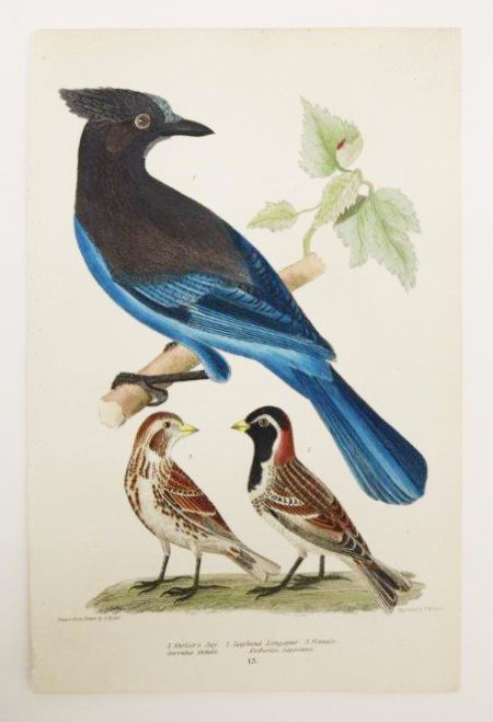 Alexander Wilson Stellar's Jay, Lapland Longspur, 1832