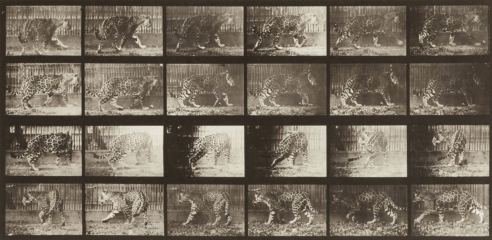 Eadweard Muybridge Jaguar A: Walking B: Turning Around, 1887