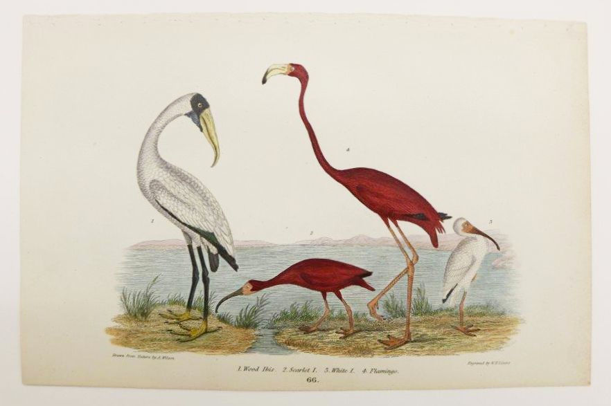 Alexander Wilson Wood Ibis, Scarlet Ibis, White Ibis Flamingo, 1832