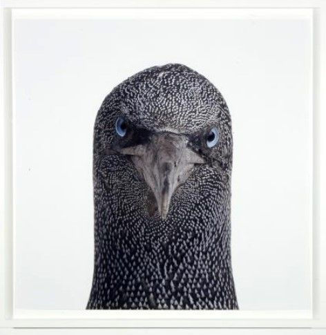 Roni Horn Untitled, No. 12, 1998/2005