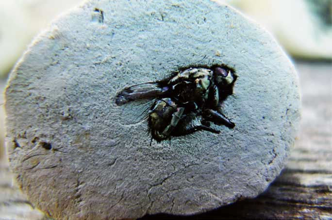 Gabriel Orozco Black Fly Stamp, 2010