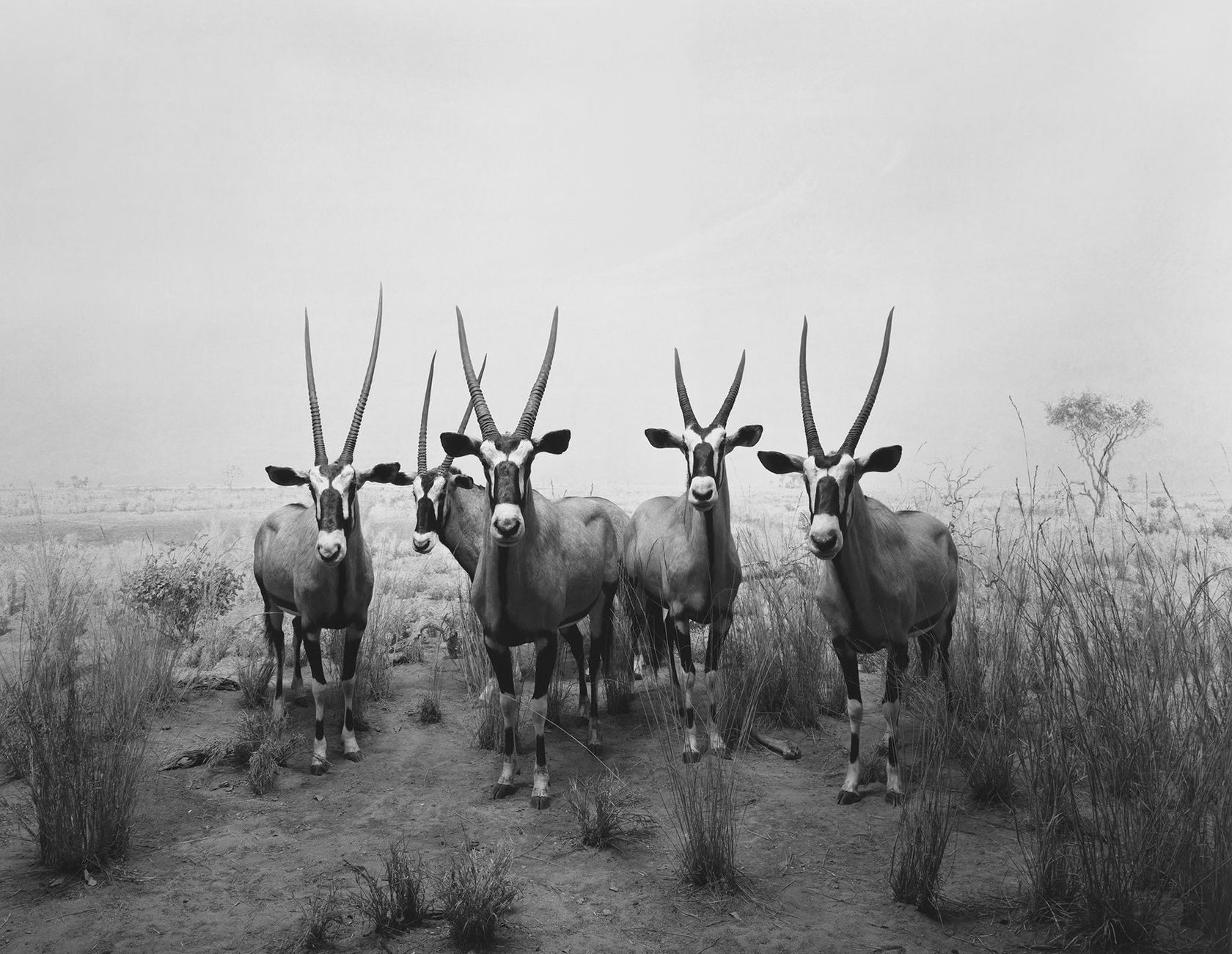 Hiroshi Sugimoto Gemsbok, 1980