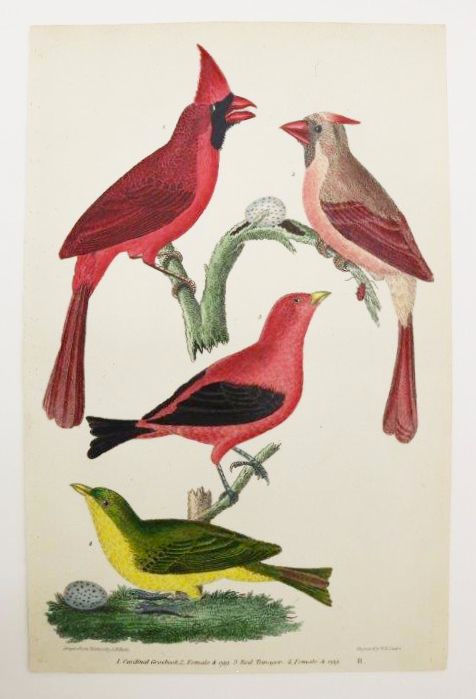Alexander Wilson Cardinal Grosbeak, Red Tanager, 1832
