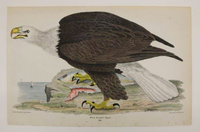 Alexander Wilson Bald Eagle, 1832